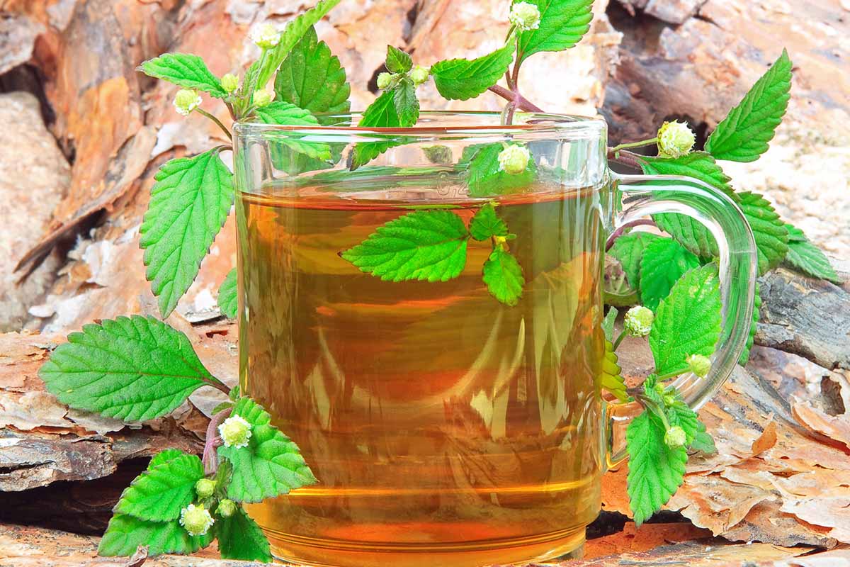 A horizontal photo of a clear mug of tea with Aztec sweet herb leaves tucked around the mug.