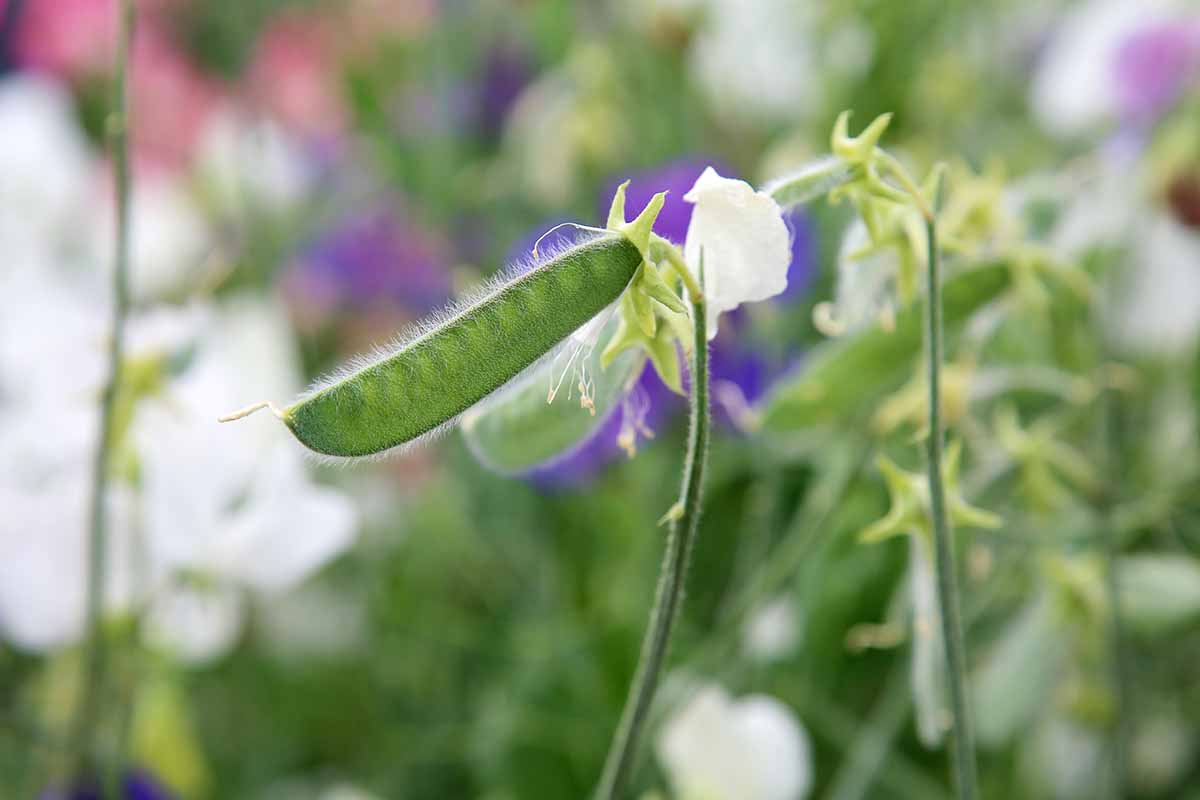 A horizontal photo of a sweet pea pod with blossoms blurred in the background.