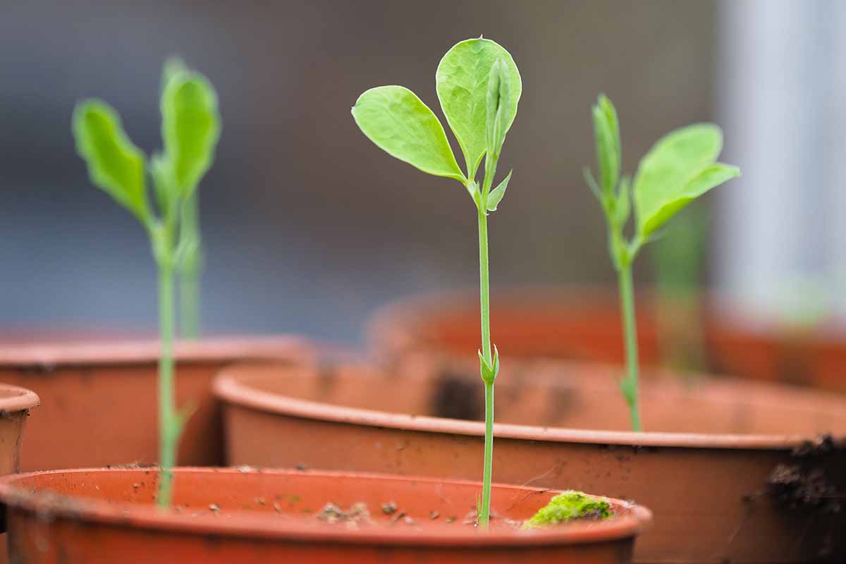 A horizontal photo of sweet pea seedlings sprouting in a tera cotta pot.
