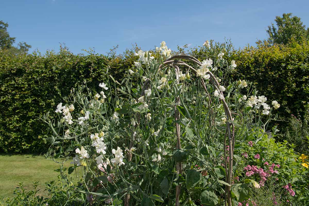 A horizontal photo of white sweet peas growing over an arbor in the middle of a garden.