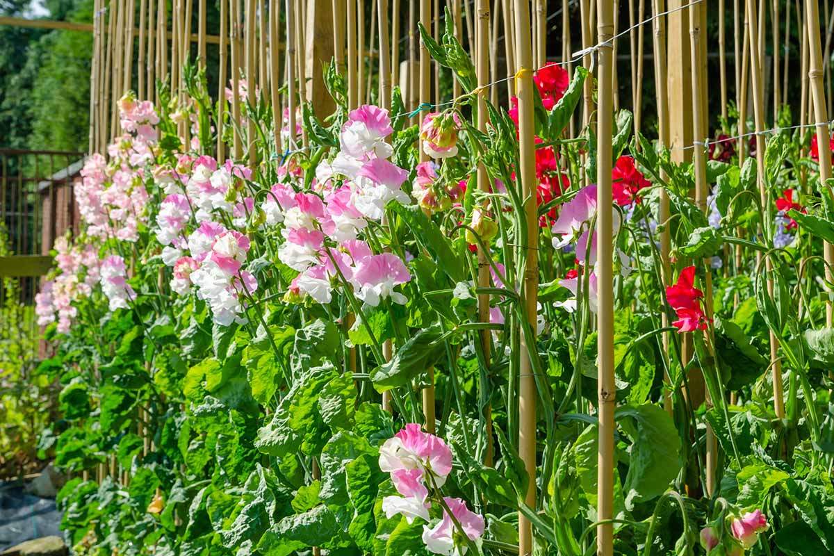 A horizontal photo of pink and red sweet peas growing up trellises in the garden.