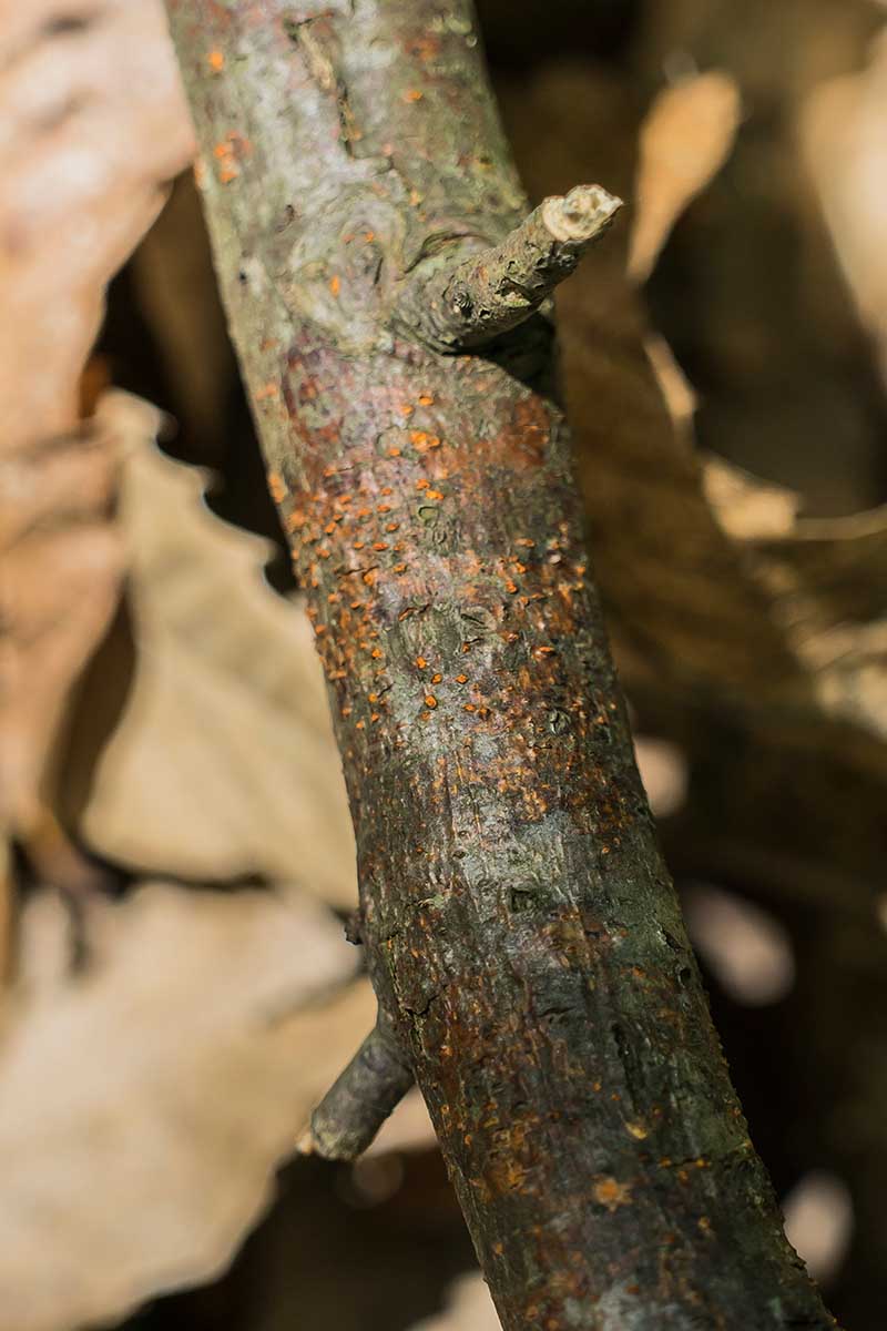 A vertical close up photo of chestnut blight on a branch of a willow oak.