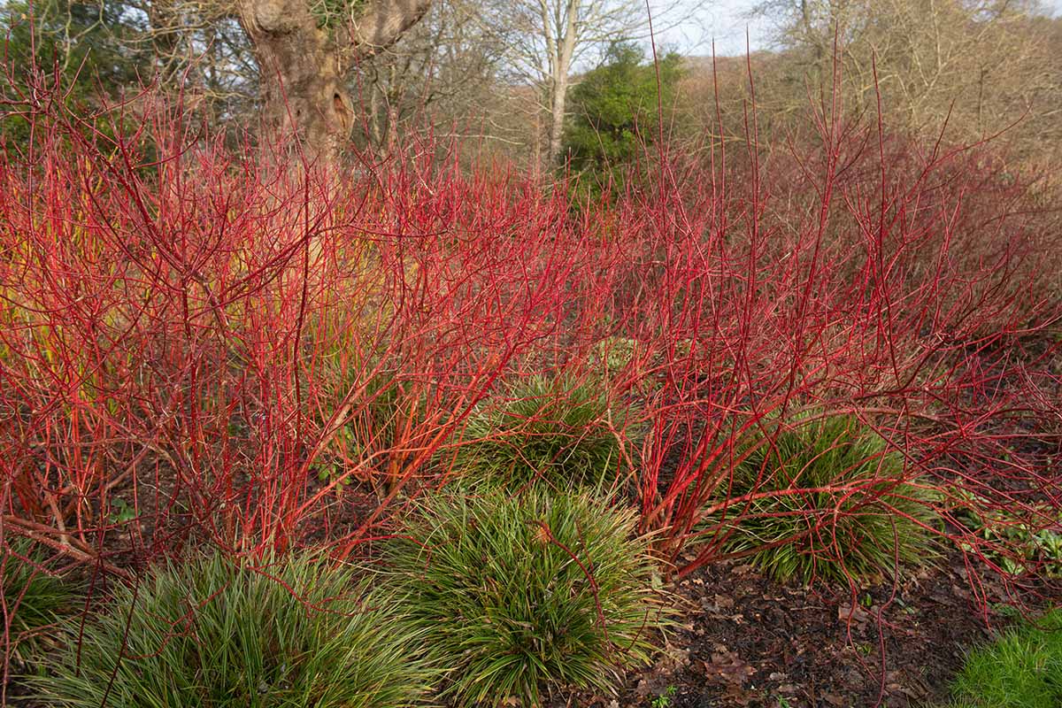A horizontal photo of Tartarian dogwood growing in an autumn garden. The tree has bright red limbs and no foliage.