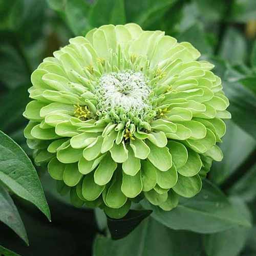 A square product shot of a Tequila Lime zinnia bloom.