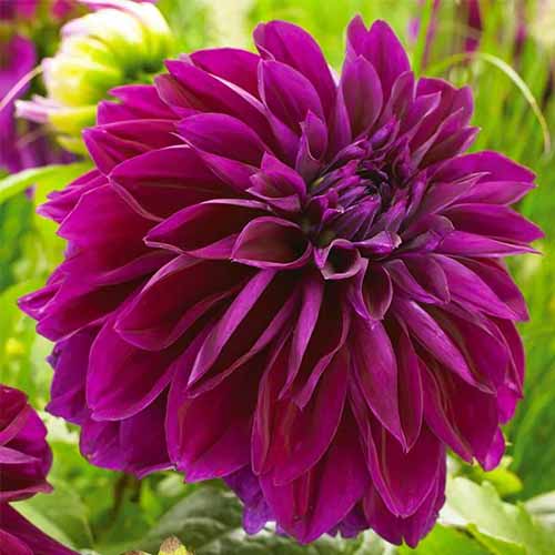 A close up square image of a purple 'Thomas Edison' dahlia growing in the garden pictured on a soft focus background.