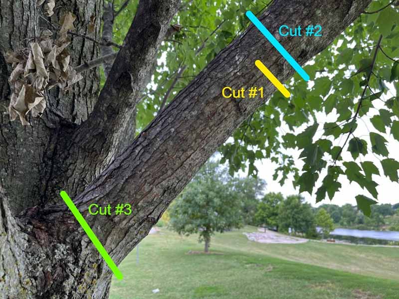 A close up horizontal image of a tree branch annotated with colored lines to show pruning cuts.