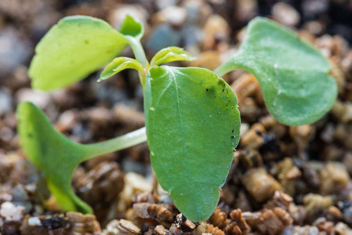 A horizontal close up of a tiny impatiens seedling just sprouting out of the soil.