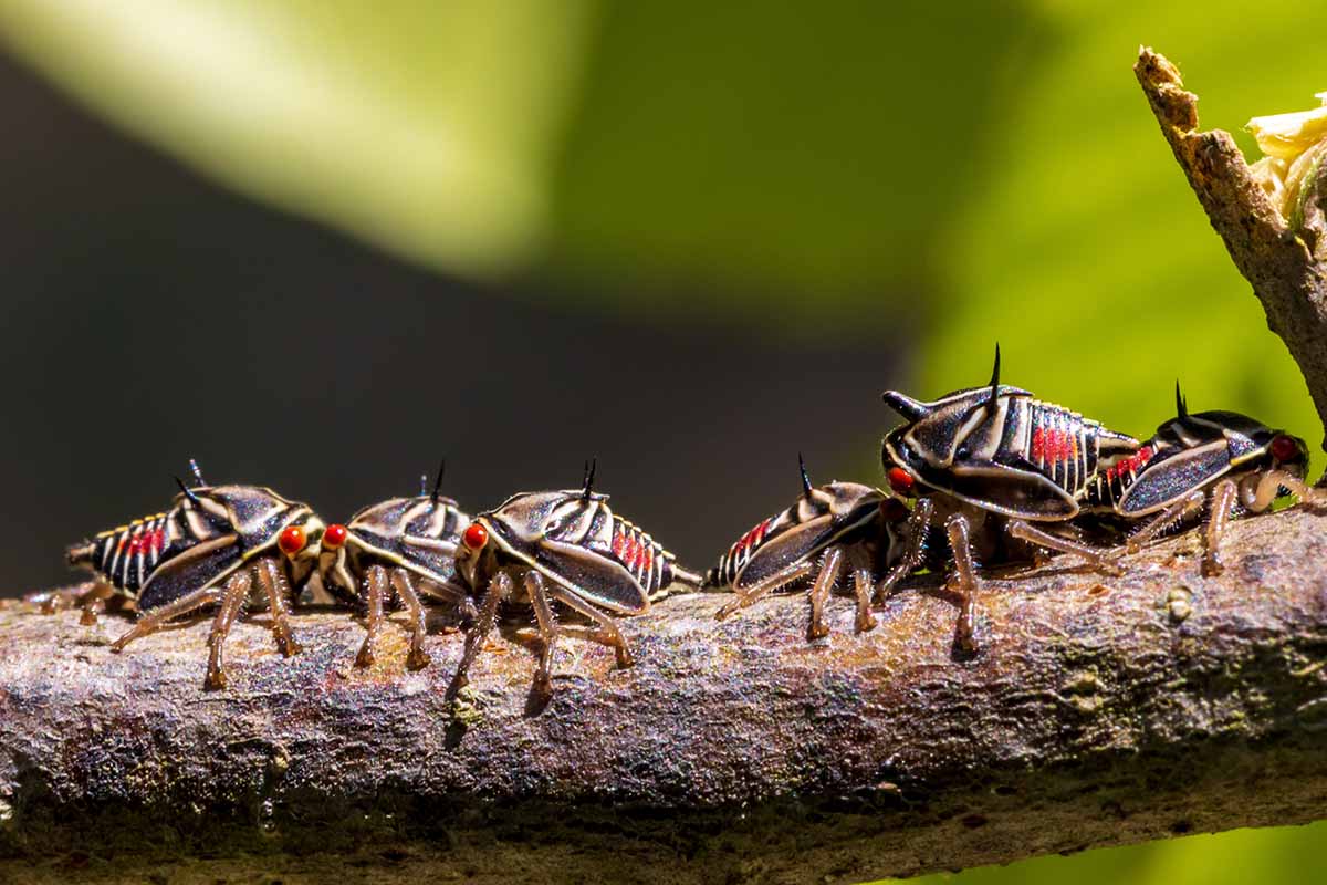 A horizontal photo of young treehopper nymphs on a limb of a tree.