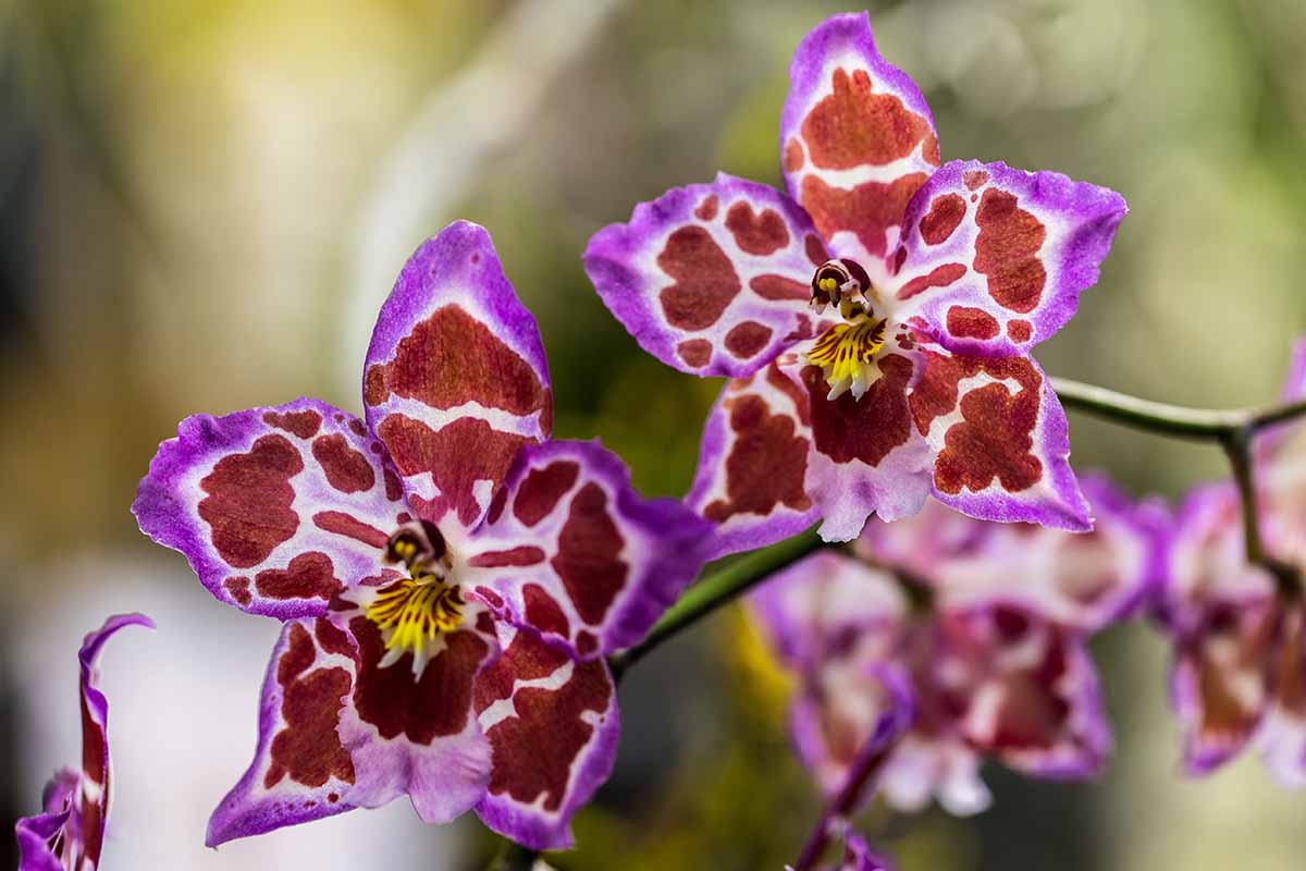 A horizontal photo of three tricolored odontoglossum orchid blooms.