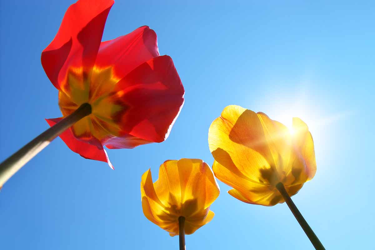 A horizontal photo shot from below of red and yellow tulips in full bloom, backlit by a sunny blue sky.
