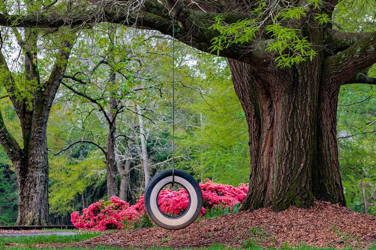 A horizontal landscape photo of a tire swing suspended from a large willow oak tree. A swath of red blooms are in the background behind the tire swing.