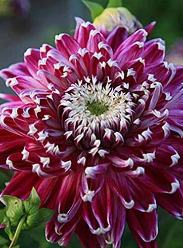 A close up of a single burgundy 'Vancouver' dahlia with white tips on the edges of the petals pictured on a soft focus background.