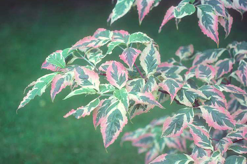 A close up horizontal image of the variegated foliage of a dogwood tree pictured on a soft focus background.