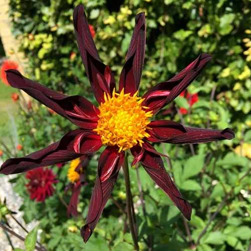 A square image of a 'Verrone's Obsidian' dahlia pictured in bright sunshine growing in the garden.