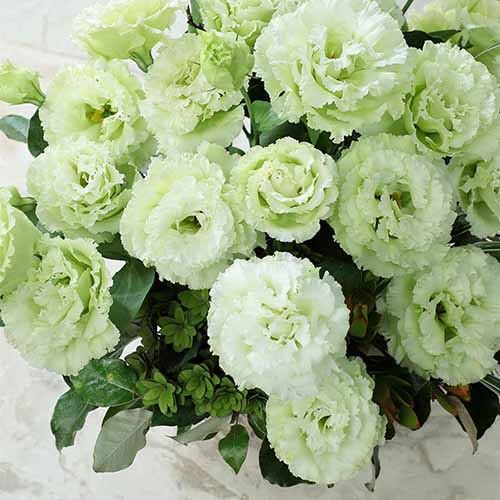 A square product shot of the Voyage Green Lisianthus flower in a bouquet against a white background.