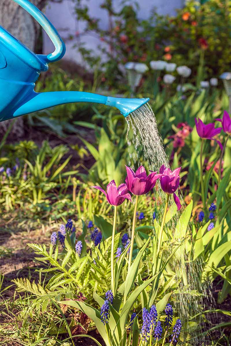 A vertical photo of magenta colored tulips and muscari in a spring flower bed being watered by a dark blue watering can.