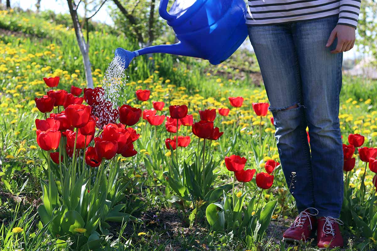 A horizontal photo of a gardener with a blue watering can irrigating a field of red flowering bulbs.