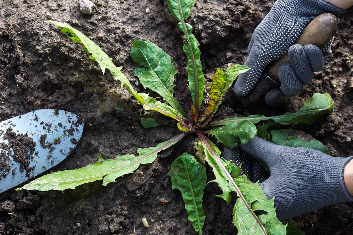 A close up horizontal image of two hands from the right of the frame digging up a weed from a garden bed.