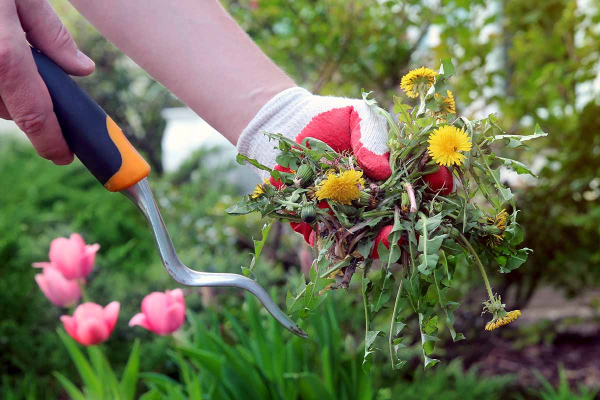 A close up horizontal image of a gardener wearing gloves digging up weeds in the garden.