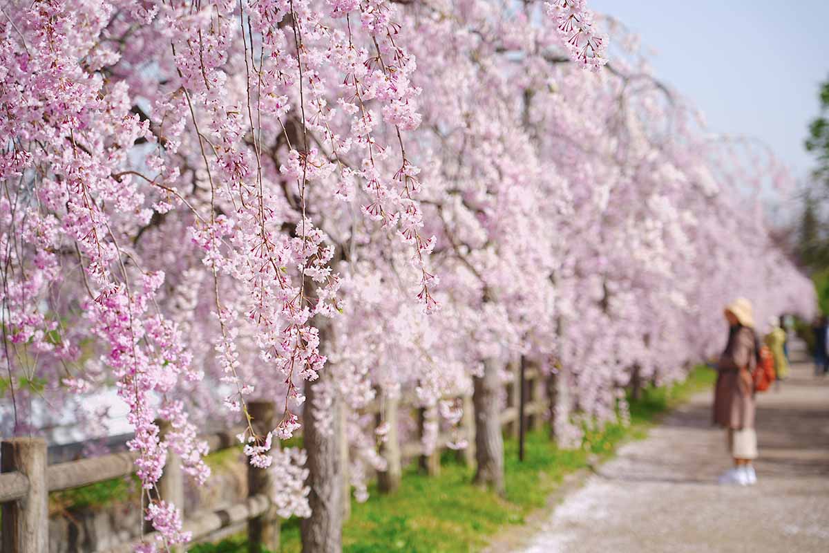 A horizontal photo of a sidewalk lined with weeping cherry trees.