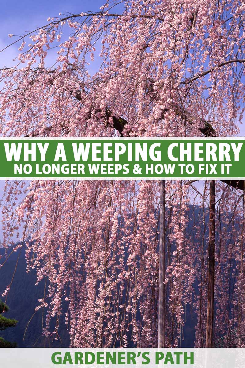 A vertical photo of a weeping cherry tree in full bloom. Green and white text span the center and bottom of the frame.