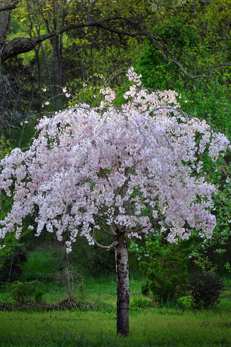 A vertical shot of a young weeping cherry in full bloom with light pink blossoms.