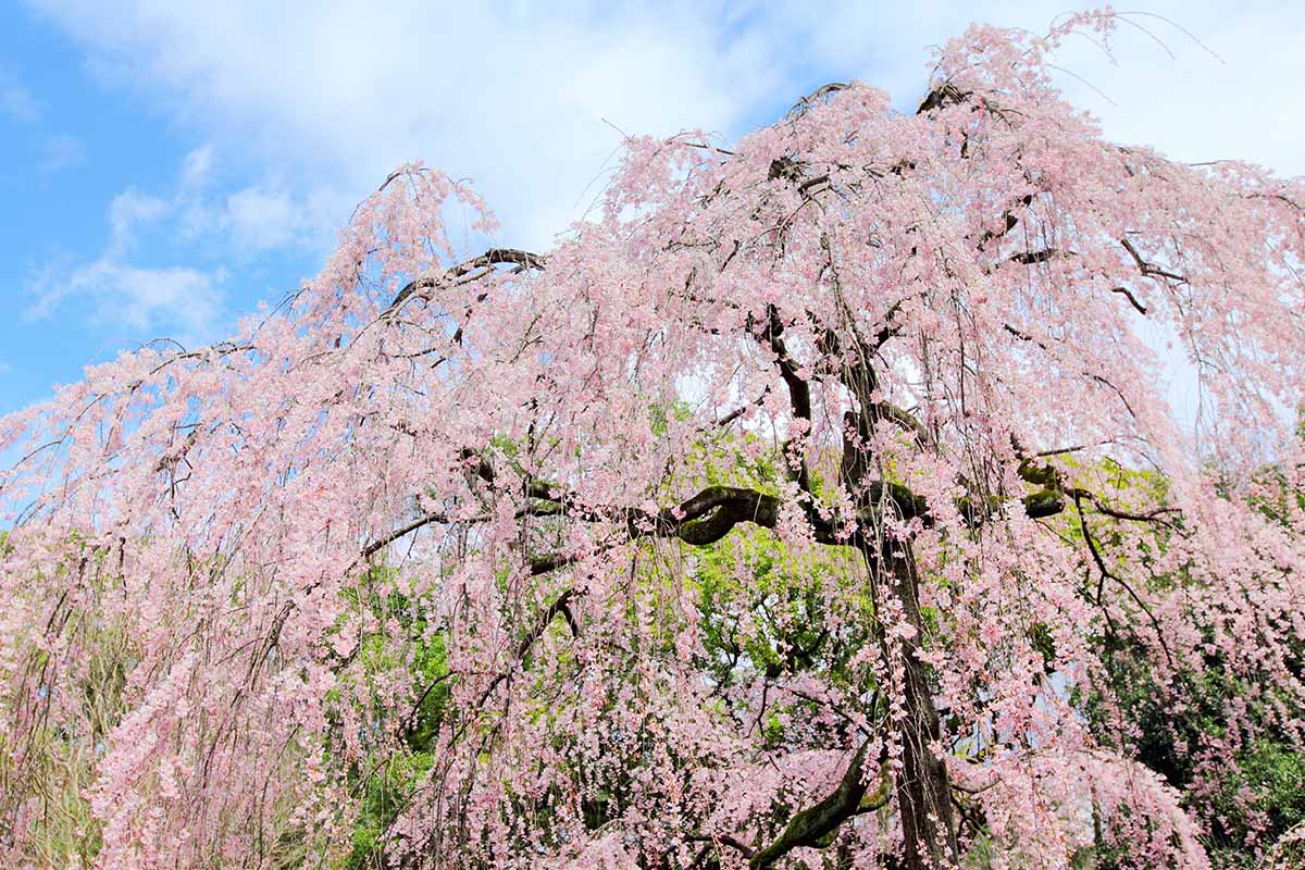 A horizontal image of a weeping cherry tree in full bloom with light pink flowers, pictured in light sunshine on a blue sky background.
