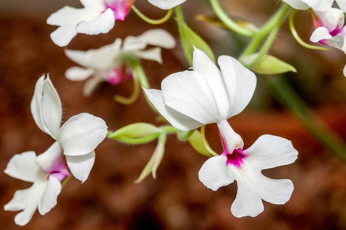 A horizontal close up of a white blooming calanthe orchid with bright pink centered blooms.