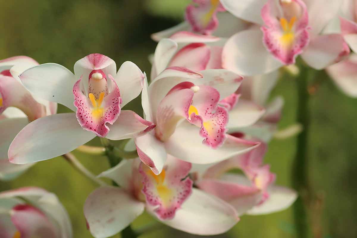 A close up horizontal shot of a white calanthe orchid blooms with bright pink edged petals.