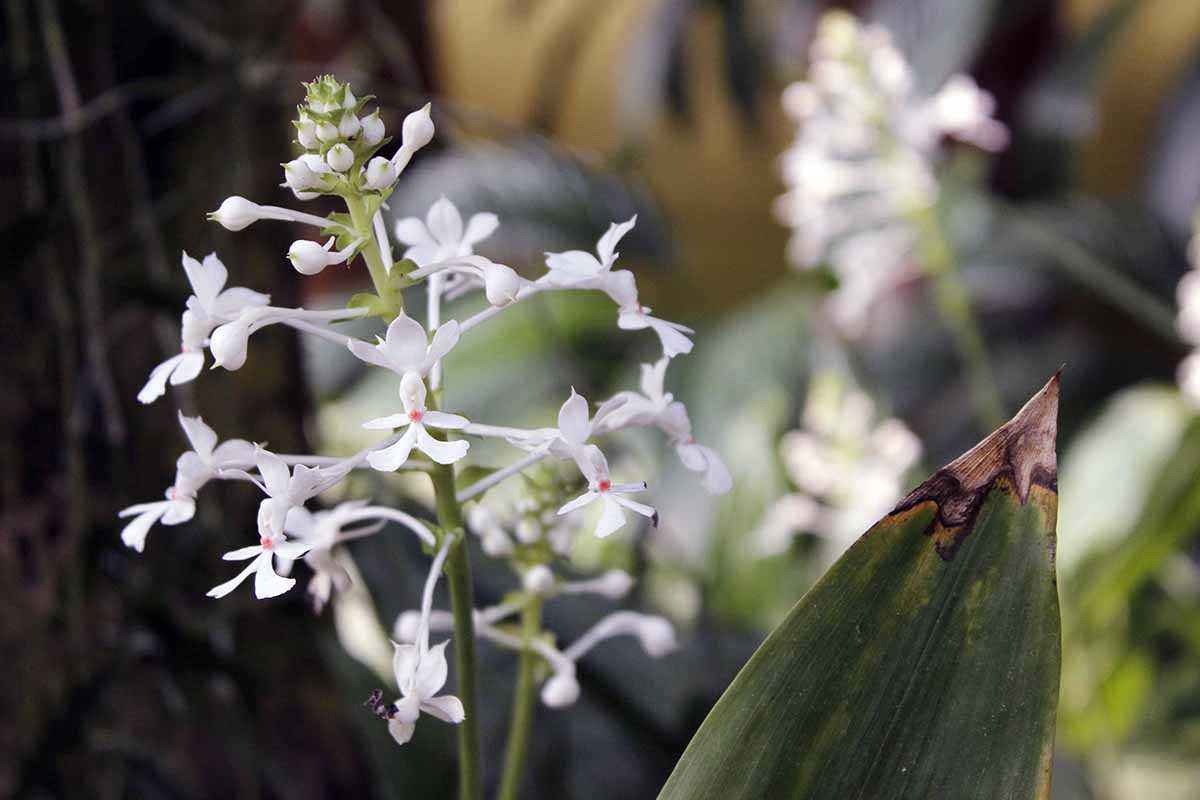 A horizontal shot of a white calanthe orchid blooming in a garden.