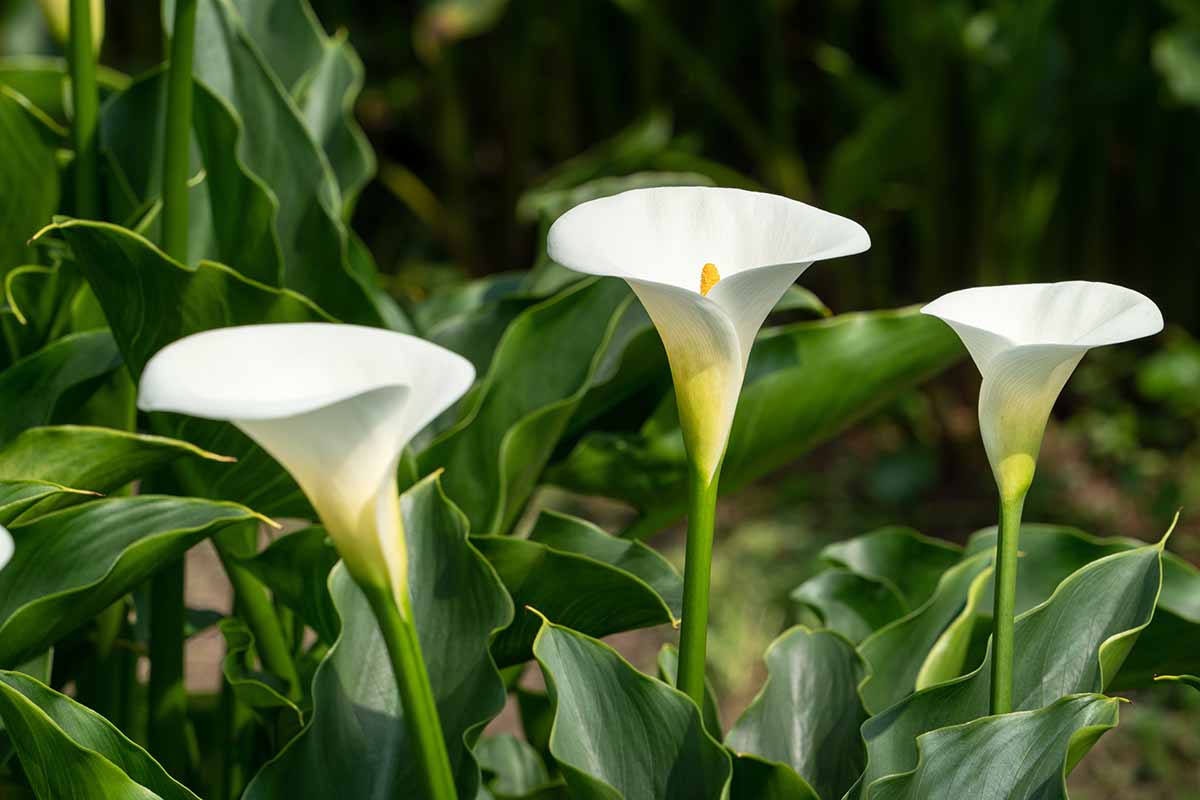A horizontal photo of three graceful white calla lily blooms in a natural garden.
