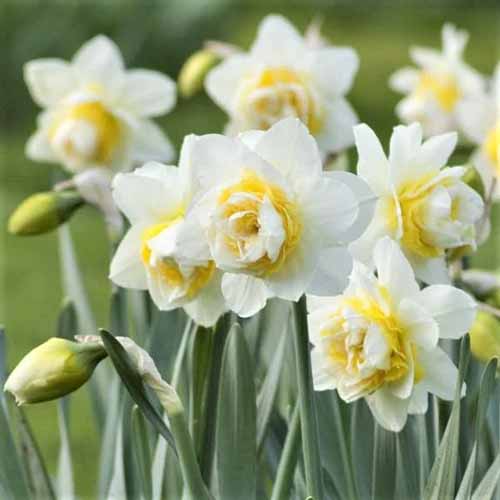 A close up square image of 'White Lion' daffodils growing in the garden pictured on a soft focus background.