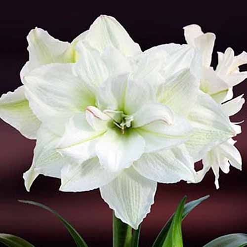 A close up square image of the pure white flowers of 'White Nymph' amaryllis pictured on a soft focus background.