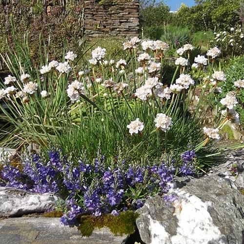 A close up square image of white sea thrift growing in a rock garden.