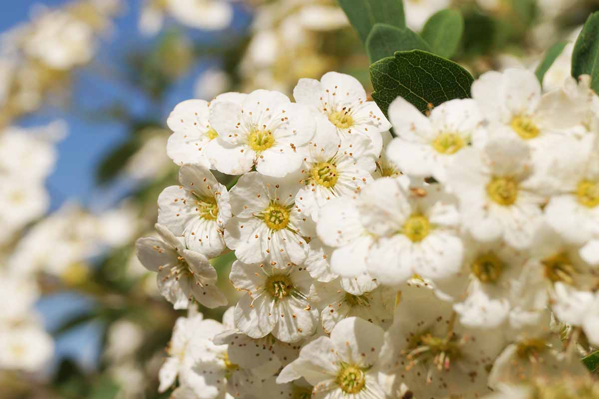 A close up horizontal image of the white flowers of a spring-blooming spirea shrub pictured on a white background.