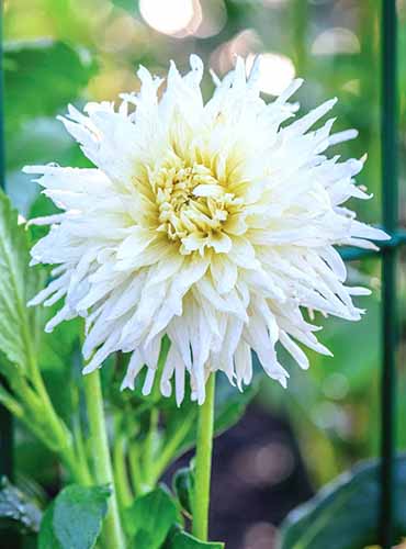 An image of a single 'White Star' dahlia growing in the garden pictured on soft focus background.