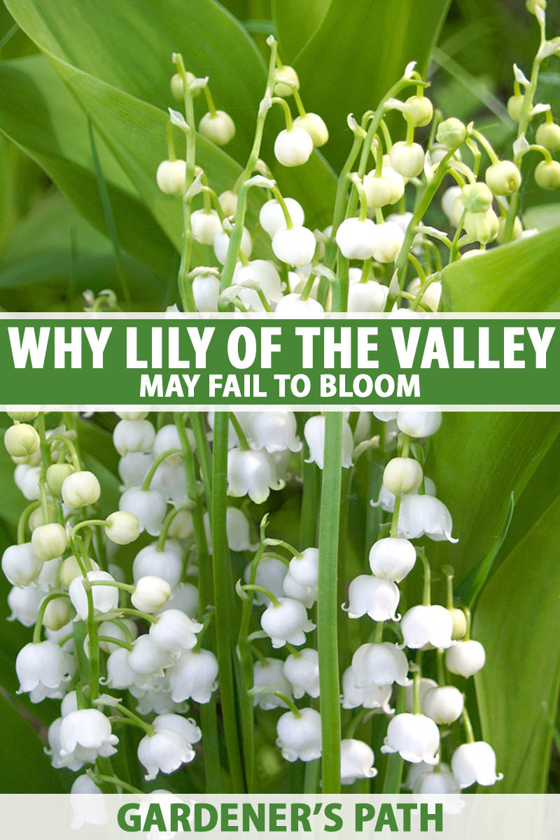 A vertical close up photo of the white, bell-shaped blooms of a lily of the valley. Green and white text span the center and bottom of the frame.