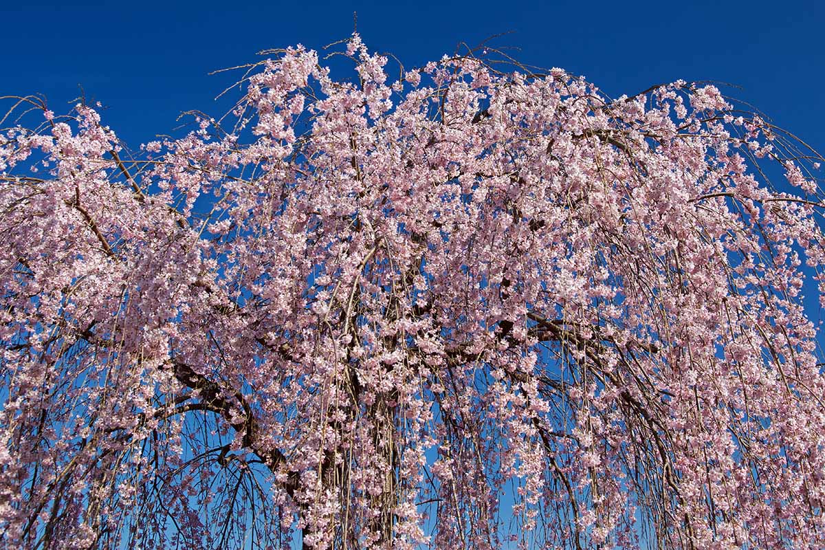 A horizontal photo of the top half of a weeping cherry tree covered in pale pink blossoms.