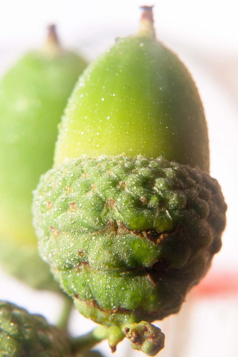A vertical close up of a green willow oak acorn against a white background.