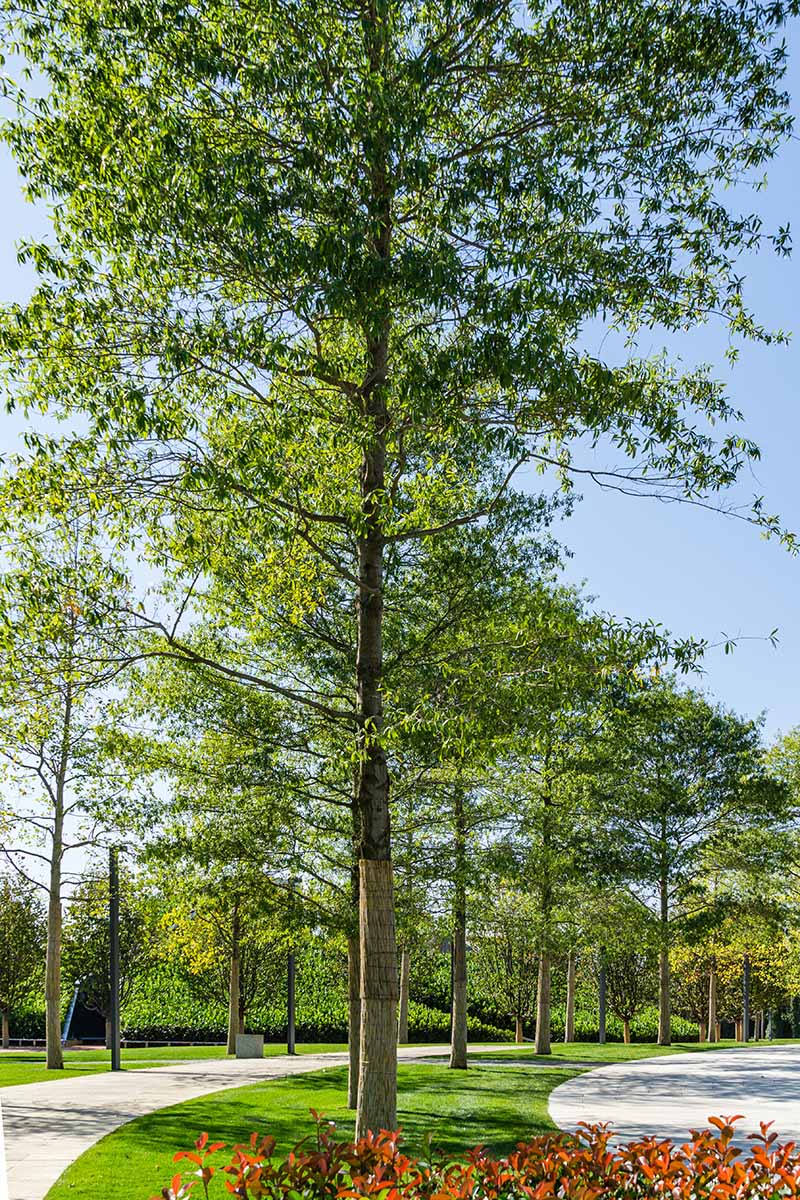 A vertical shot of a large willow oak with green foliage growing in a park.