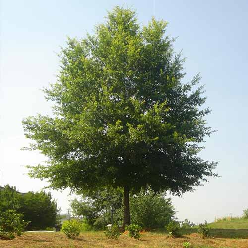A square product photo of a willow oak tree in a natural setting.