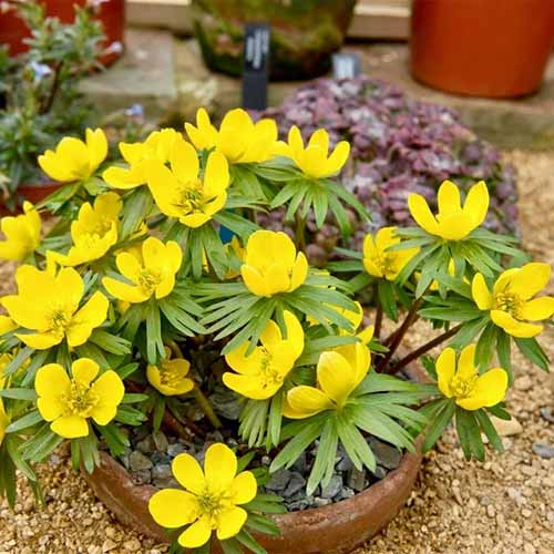 A close up of yellow winter aconite flowers growing in a terra cotta pot outdoors.