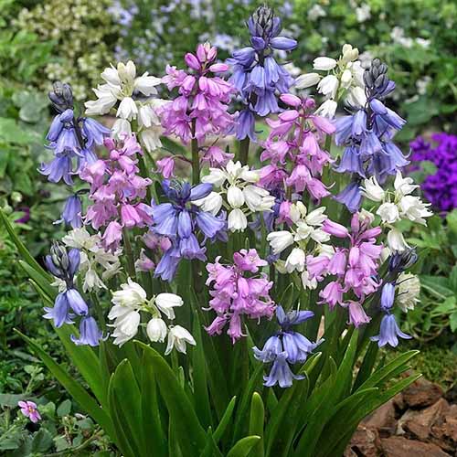 Colorful pink, white, and blue Spanish bluebell flowers growing in the garden.
