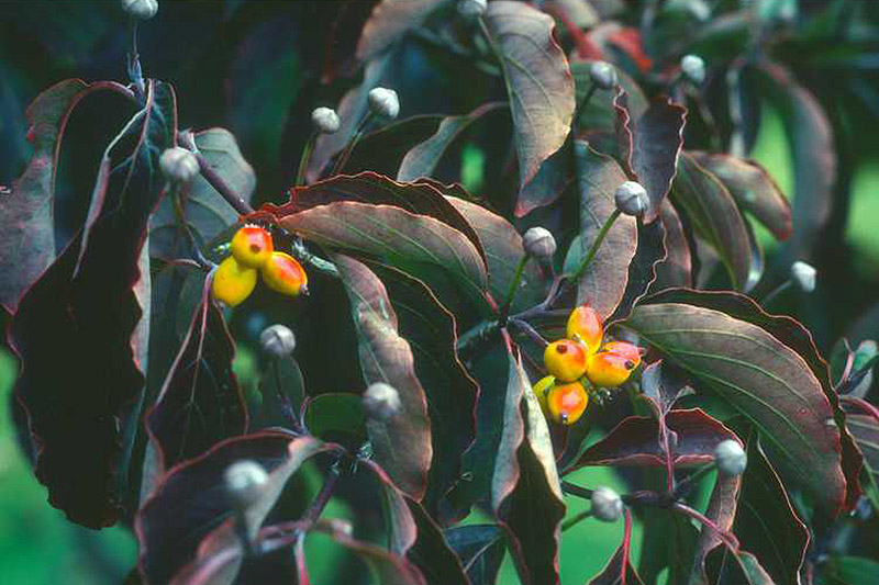 A close up horizontal image of the dark red foliage of a 'Xanthocarpa' dogwood growing in the garden.