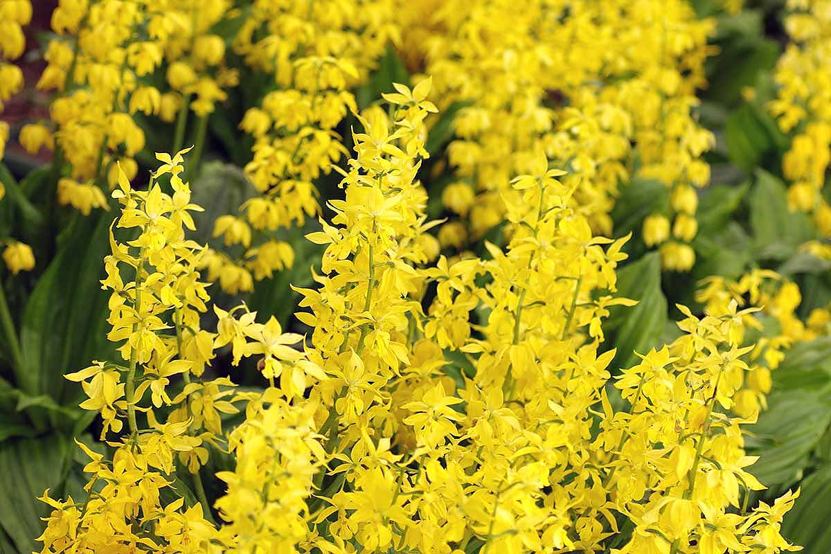 A horizontal photo of many yellow calanthe orchids blooming in a forest.