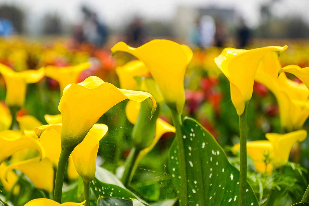 A horizontal photo of a field of calla lilies in full bloom with yellow flowers.