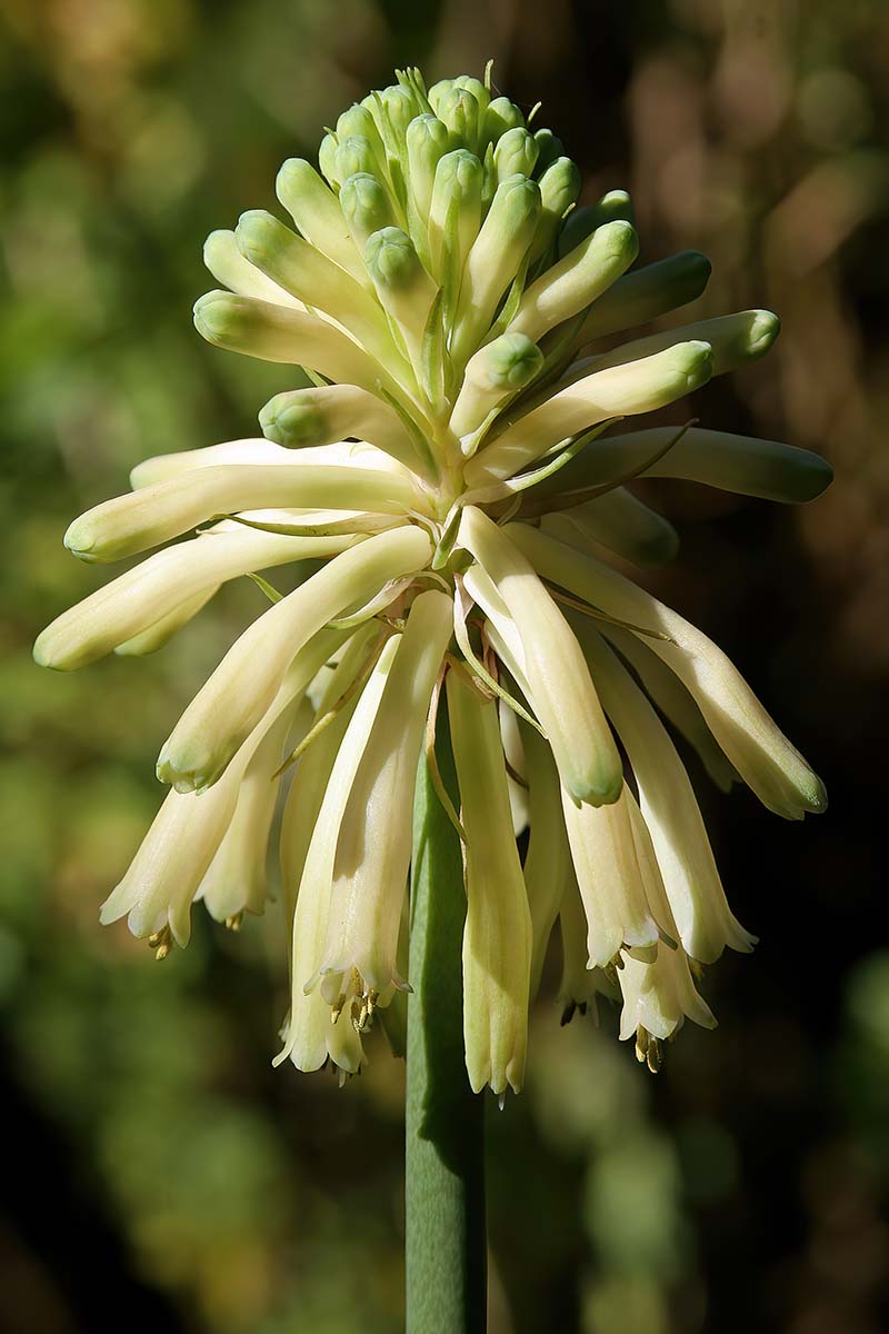 A vertical close up photo of a yellow blooming forest lily.