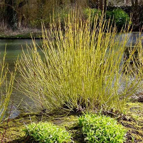 A square product photo of a Yellow Twig dogwood shrub growing in a garden.