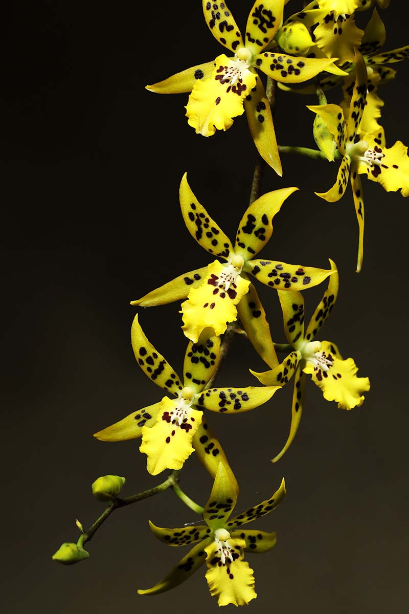 A vertical photo of a yellow and black odontoglossum orchid agains a dark background.