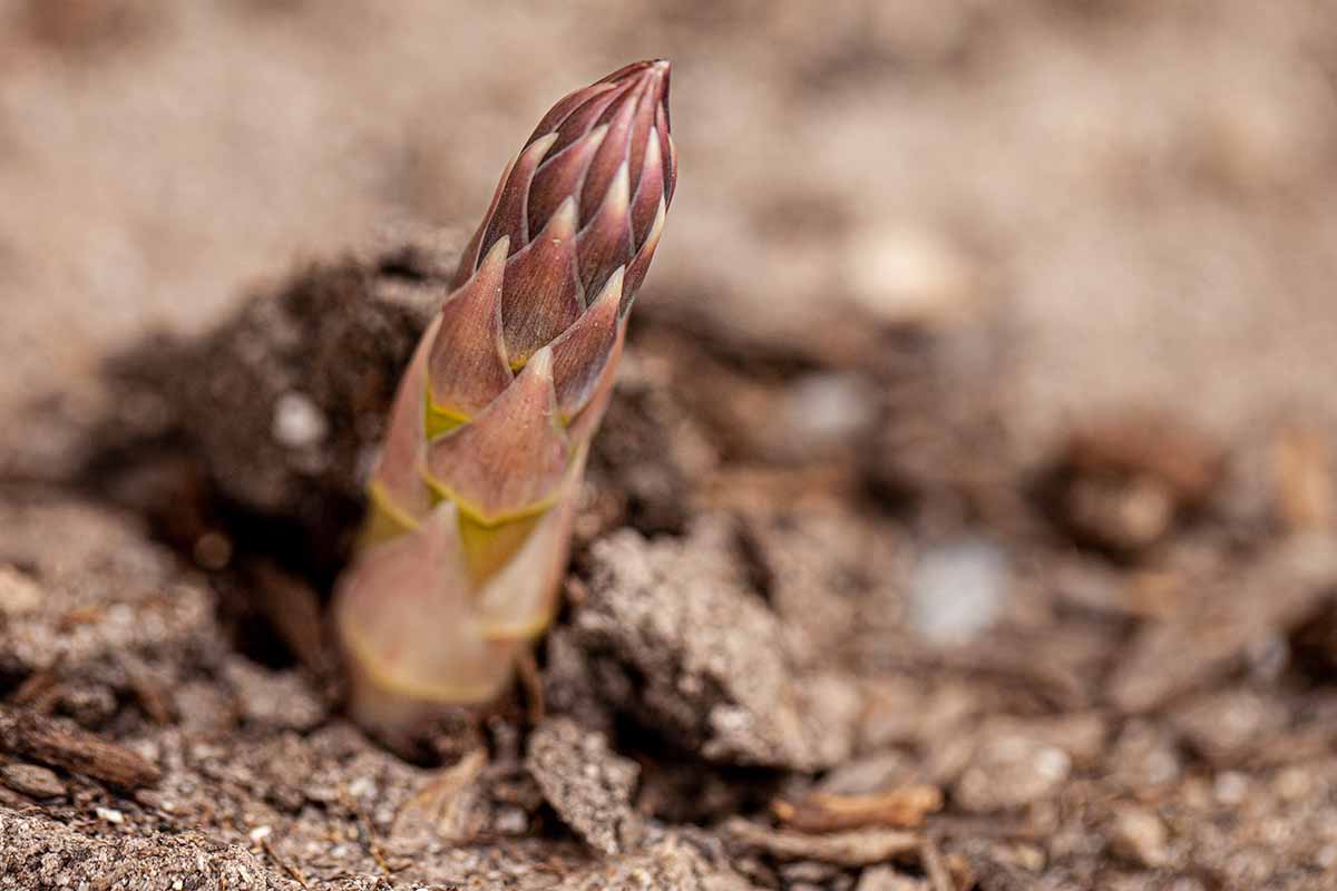 A close up horizontal image of a young asparagus spear emerging from the soil pictured on a soft focus background.